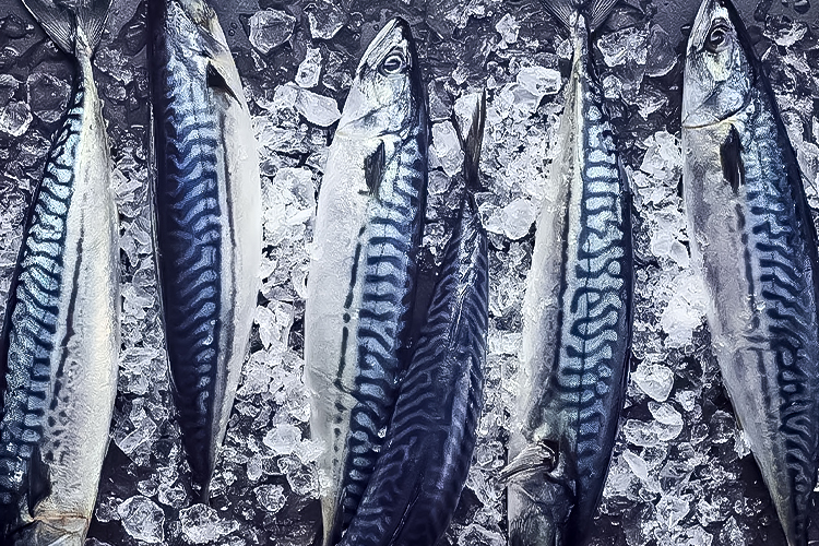 霜降りトロさば